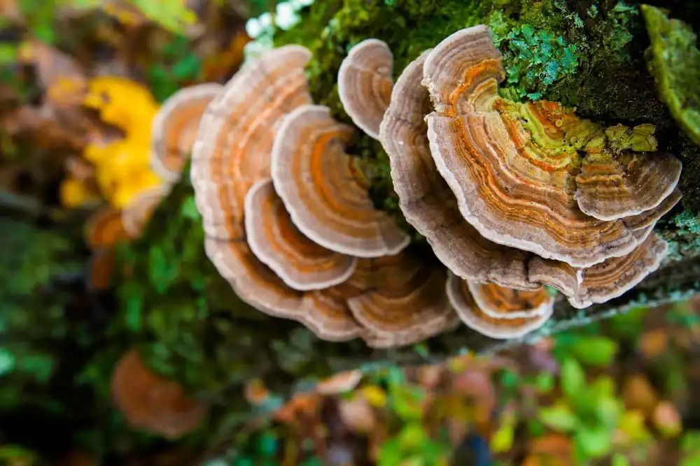 Boost Natural Energy Levels with Turkey Tail Mushroom Powder